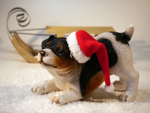 Christmass - Christmass Dog