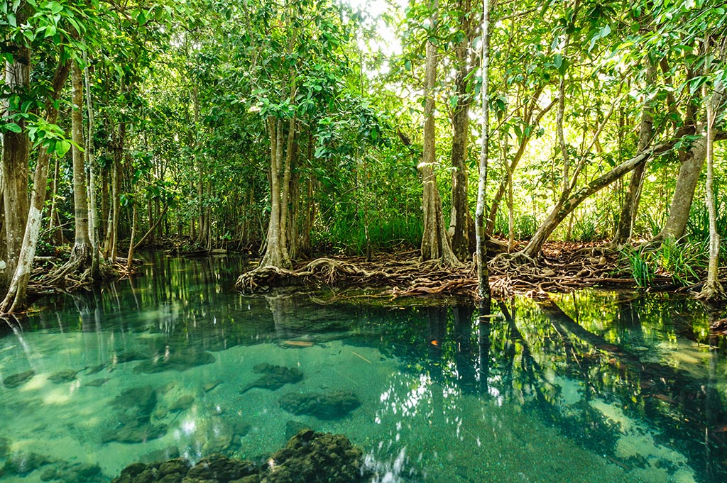 mangrove-forest.jpg