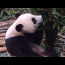 China Pandas 22