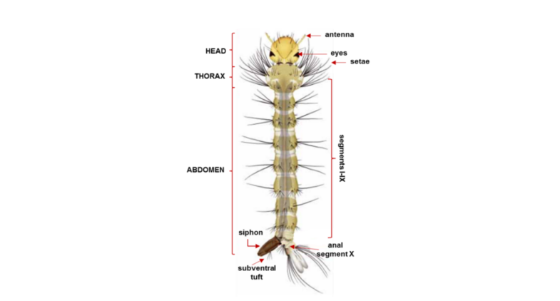 Anatomy of mosquito larvae