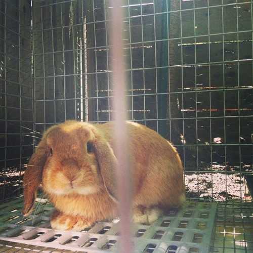 Mao, the office bunny