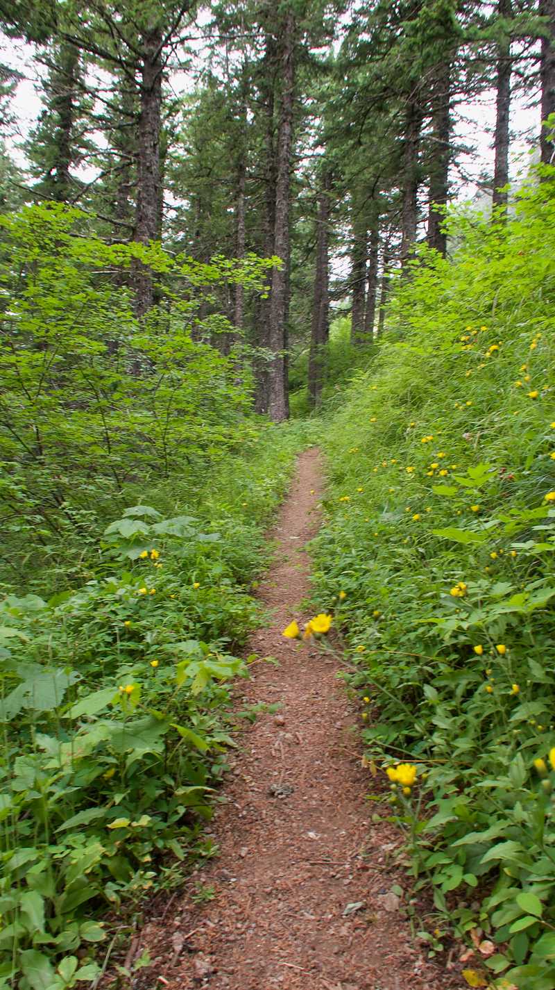 A smooth section of the PCT as it climbed Big Huckleberry Mountain