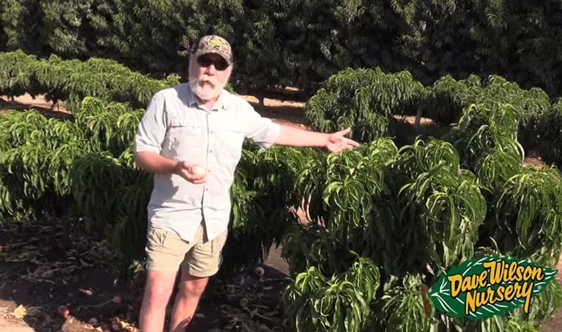 Lecture: Backyard Orchard Culture with Tom Spellman