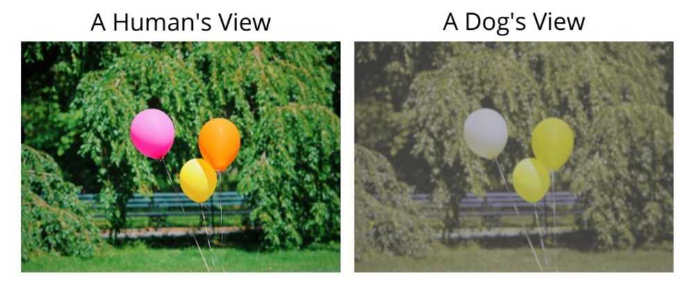 Left: A human view of pink, yellow, and orange balloons on a green background. Right: The same scene through the eyes of a dog, as processed by the Dog Vision Processing Tool