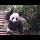 China Pandas 26