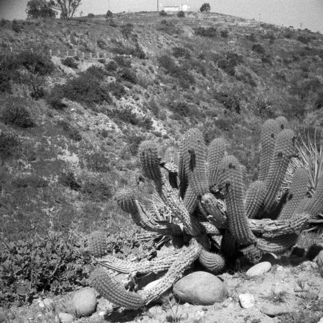 A cactus next to a ravine