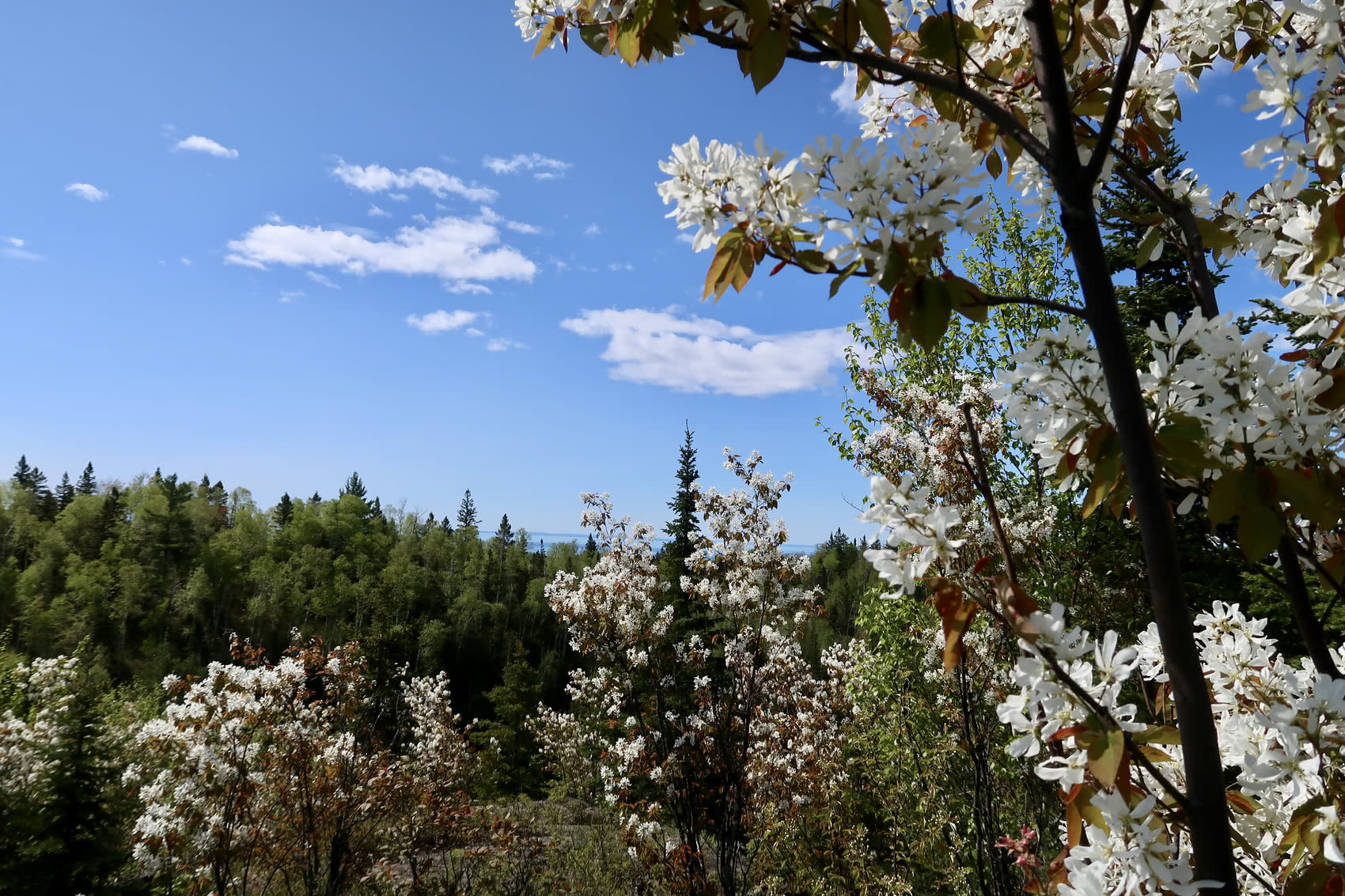 More Juneberry shrubs