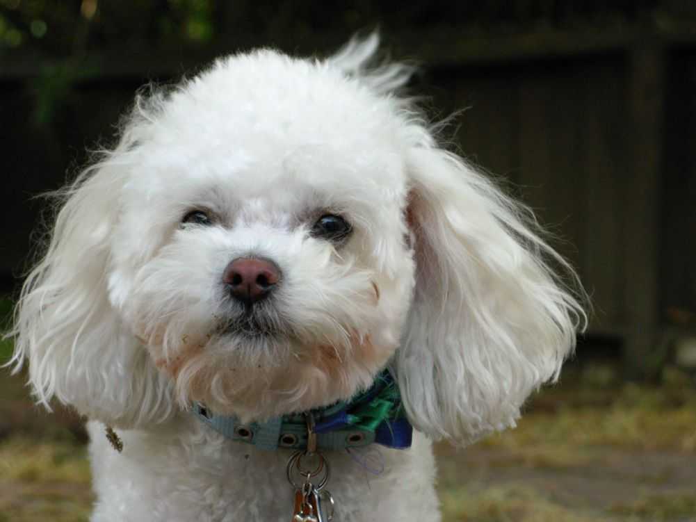 Poodle and Bichon Frise mix. Other names for the Poochon are Bichoodle, Bichpoo, Bichon Poo, Bidoodle, Doodle Frise, and Bichon Poodle. Credit to mbtrama (Flickr)