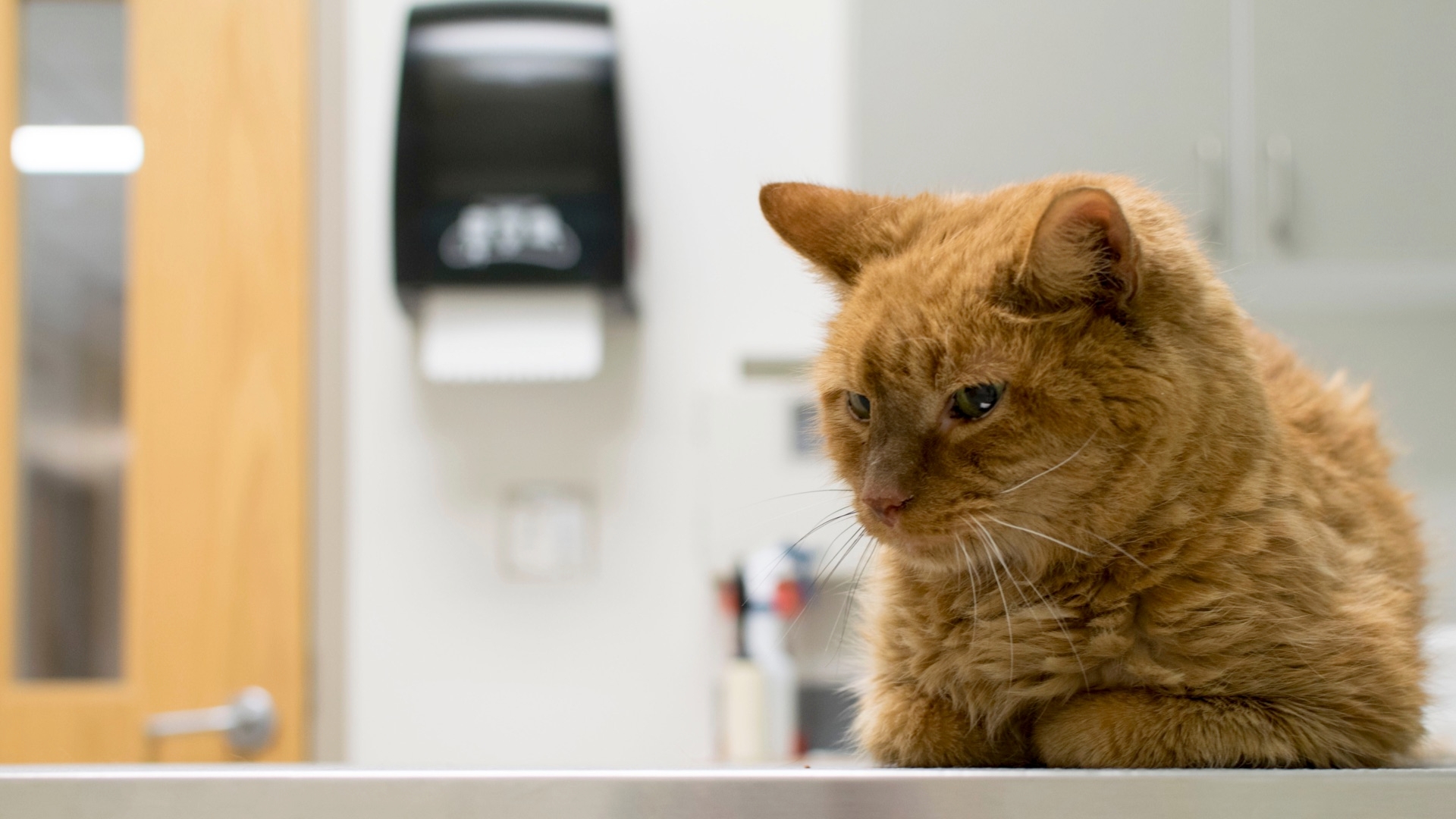 What To Do If You Think Your Pet Has The Virus That Causes COVID-19