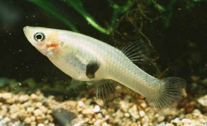 A Closer Look at the Mosquito Fish (Gambusia Affinis)