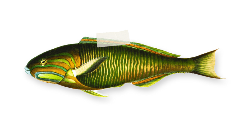 old graphic of a green colored fish