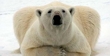 Polar_Bear_Arctic_Habitat_1.jpg