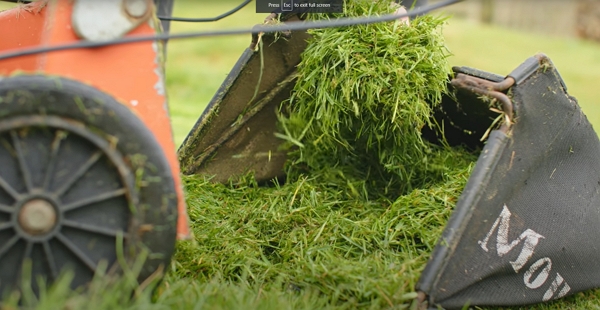 Grass clippings in a lawn mower bag