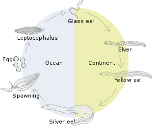Figure 5.  Life Cycle of the American Eel