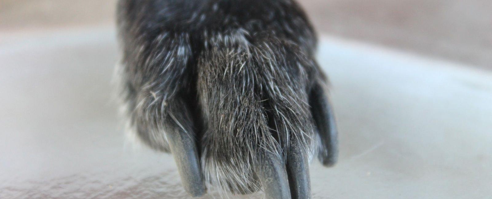 Your Dog Won’t Let You Trim His Nails? Try These Methods