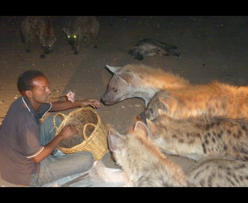 Ethiopia Hyenas 11