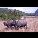 Laos Animals 13