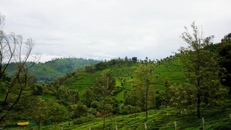 Tea Estate View