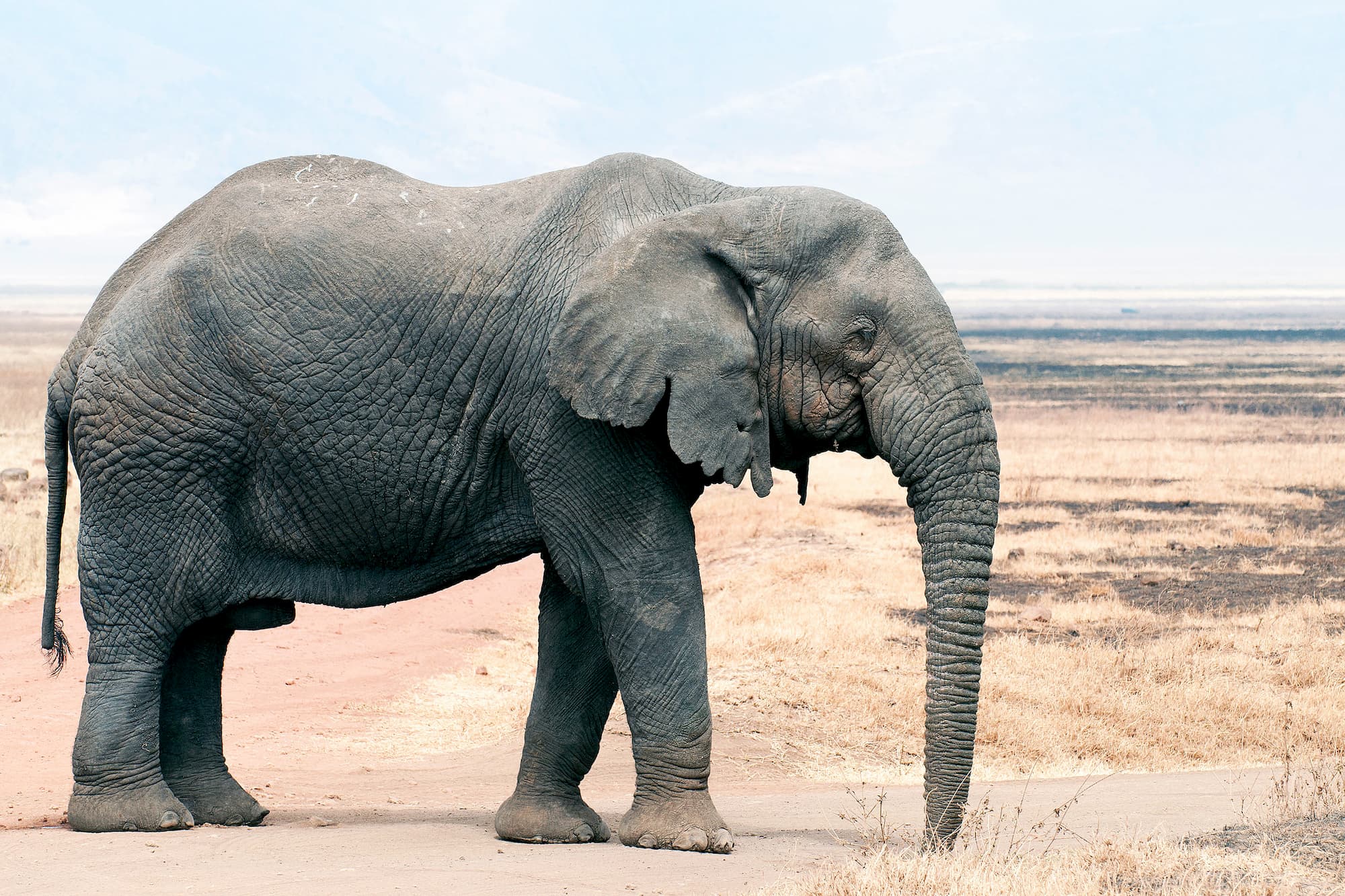 Bull elephant, Loxodonta Africana