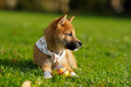 Quanto costa comprare un cucciolo di Shiba Inu? - Featured image