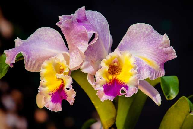 Orchids, 