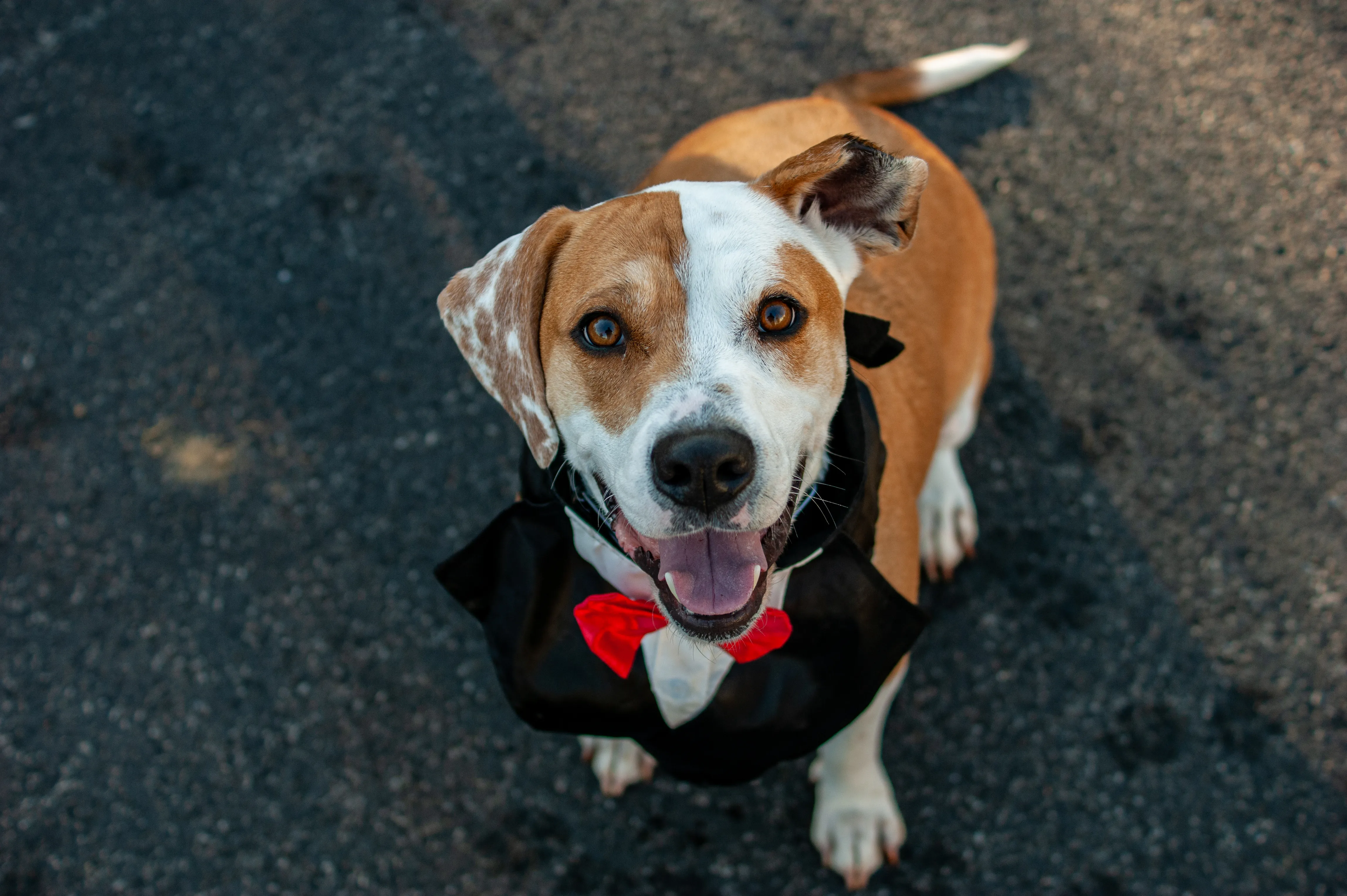 Beagle with one ear half missing looking up at the camera while wearing a tuxedo with a red bowtie