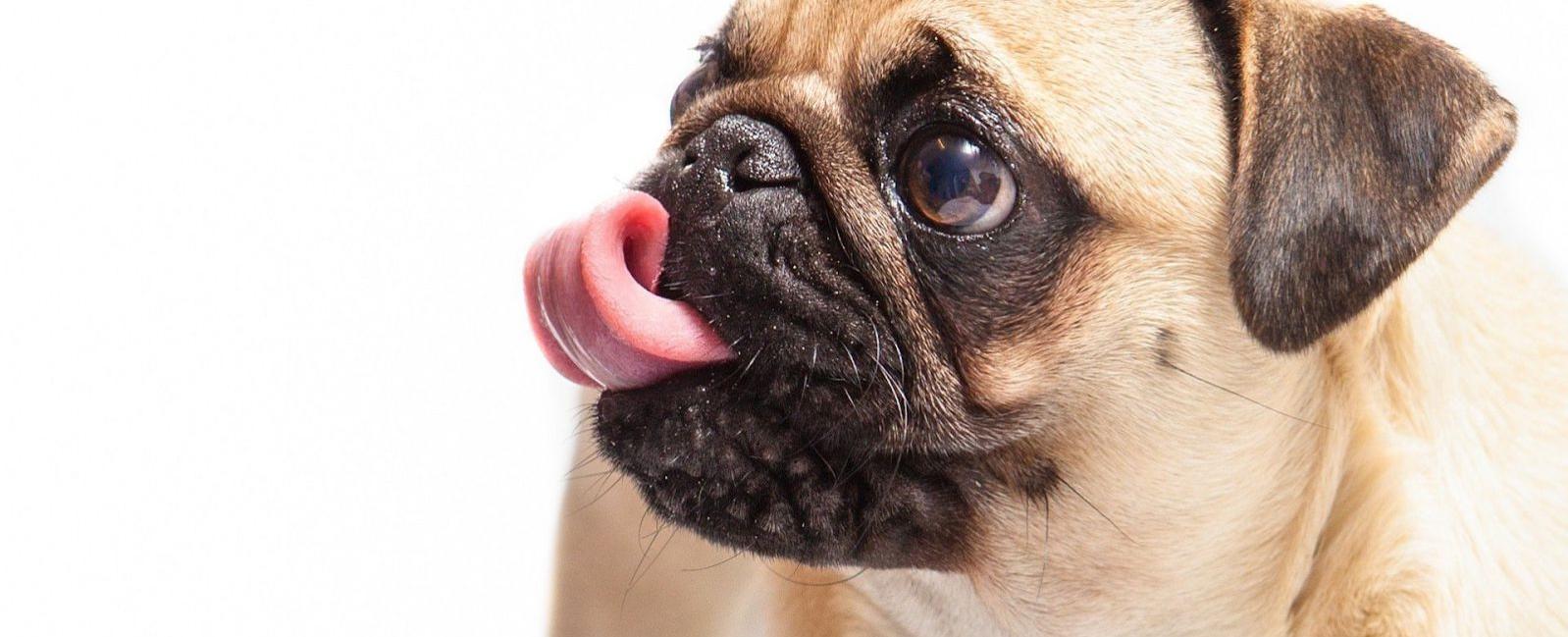 Why Do Dogs Lick Ears?