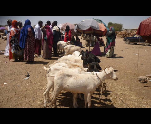 Somalia Animal Market 18
