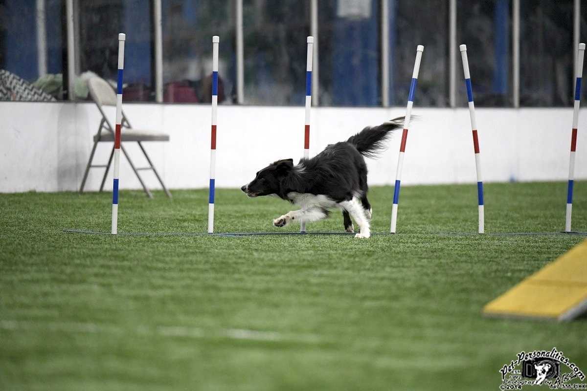 On a right lead and hopping his back end On a right lead and hopping his back end