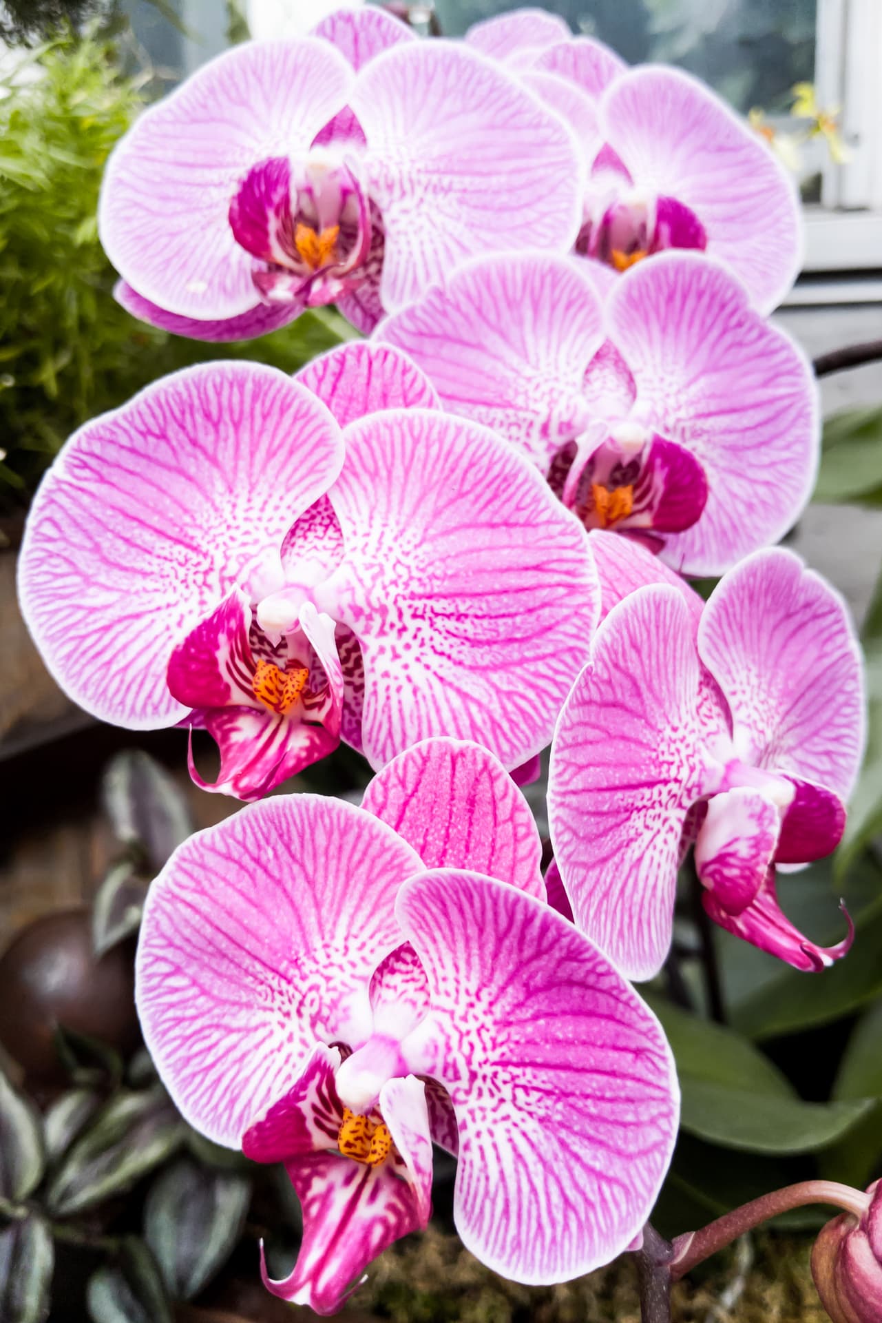 A stem of purple and white orchid flowers, all in full bloom.