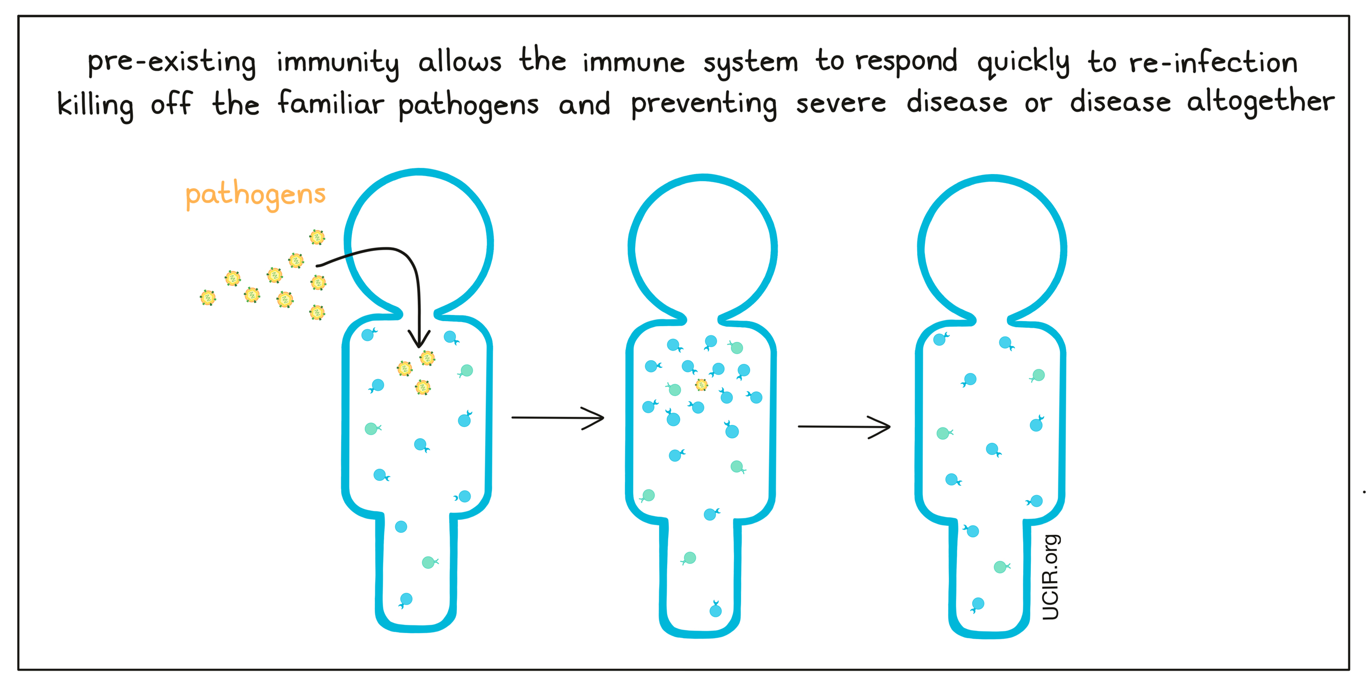 Pre-existing immunity allows the immune system to respond quickly to re-infection