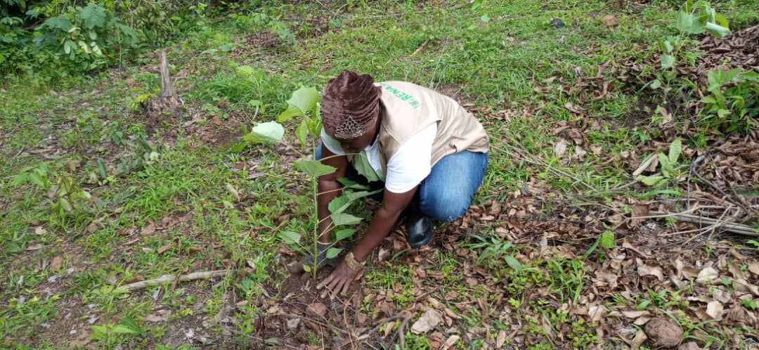 Photo: Planting young trees into the ground in Mamou, July 2020