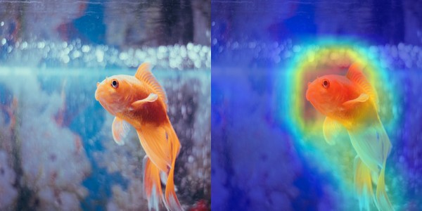 Goldfish Grad-CAM
