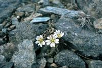 Three Shetland Mouse-ear flowers between the stones