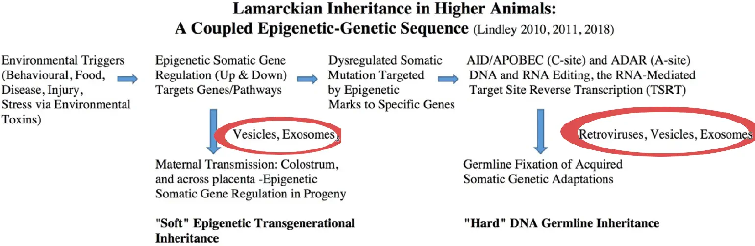 Integrated lamarckian inheritance schema