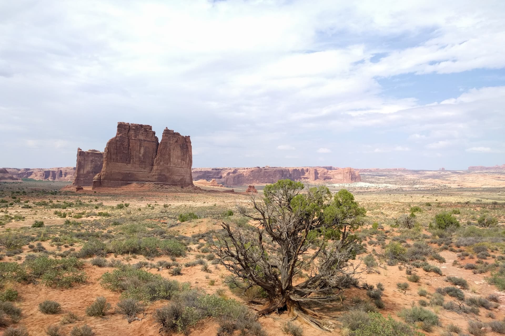 Looking north across Arches National Park. A small bush sits in the foreground, while the background is dominated by tall, thin fins of red sandstone.
