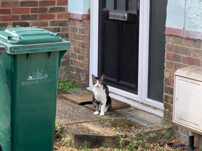A cat sitting on my doormat, right outside my house.