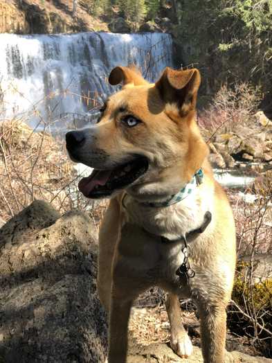 Dog-Friendly Hikes: Northern California