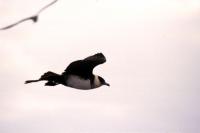 A Pomarine Skua in flight