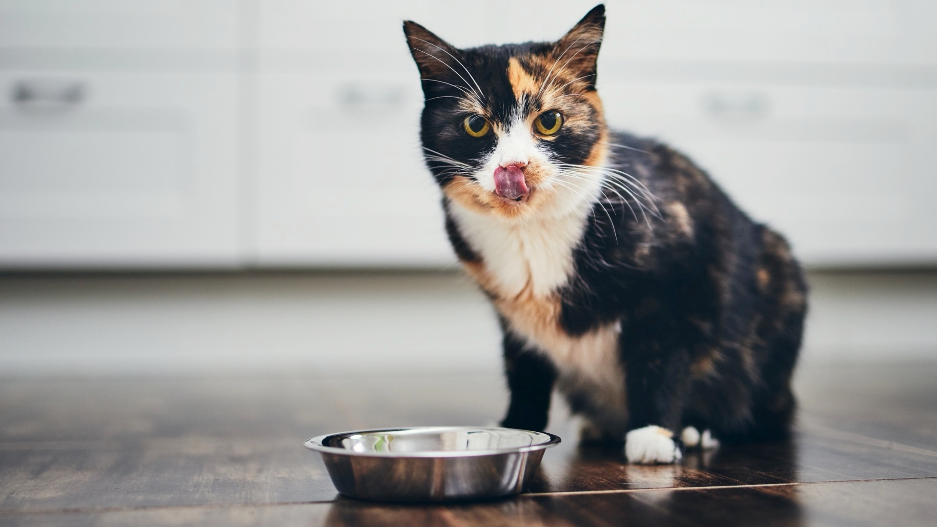 Is Your Cat A Finicky Eater?
