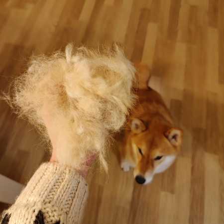 Shedding Season: How to Survive Your Shiba Inu's Shedding Coat - Featured image