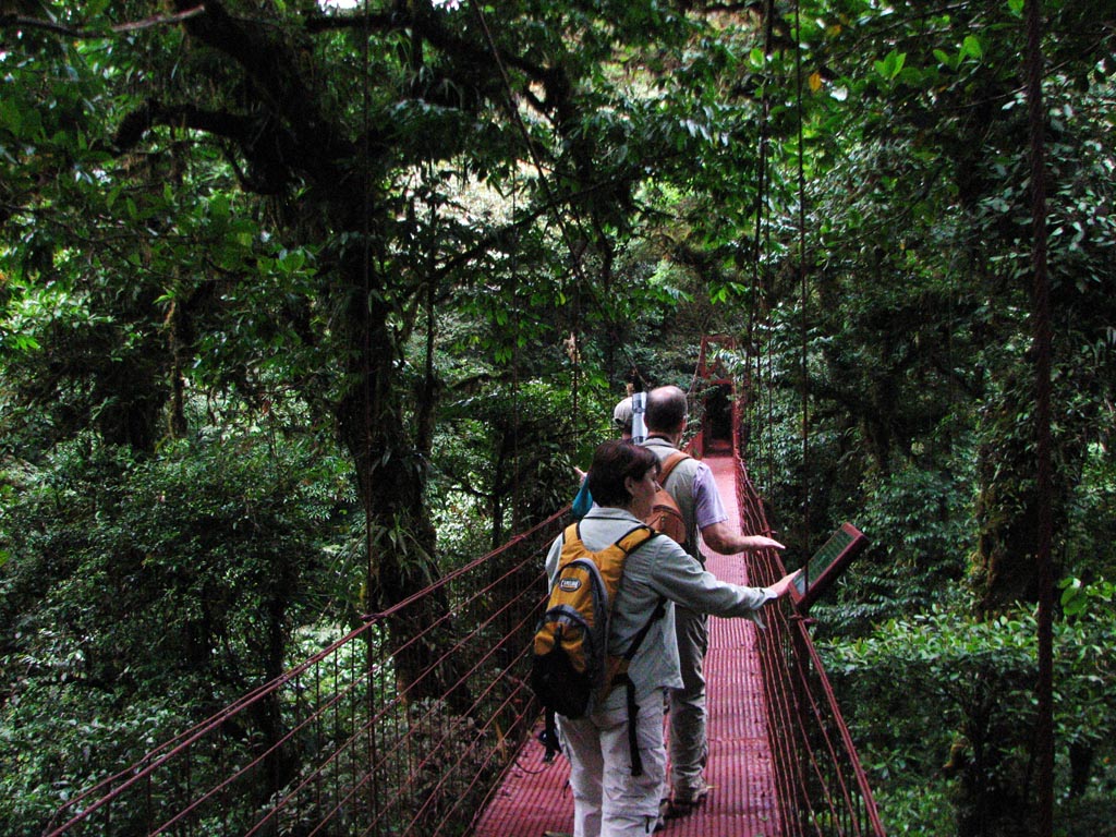 Cloud Forest Bird Watching Tour