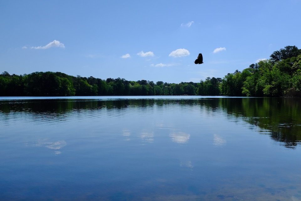The treeline reflecting off the water at Trap Pond State Park. White clouds in the blue sky. A butterfly floats past.