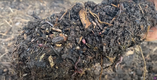 5-month-old compost
