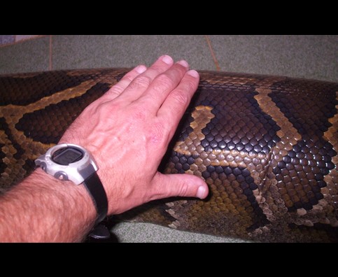 Burma Snakes 4