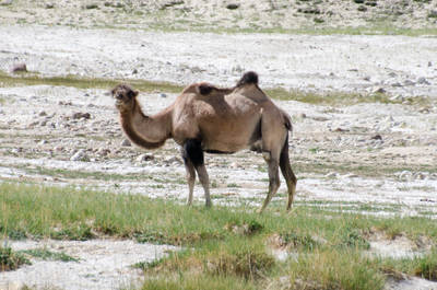 Natürlich in Afghanistan