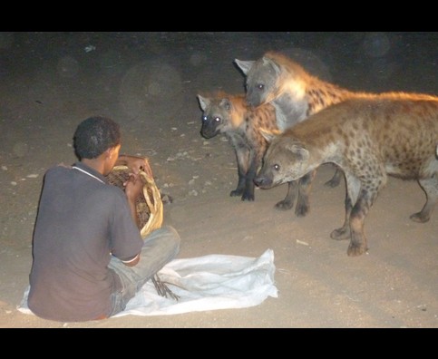 Ethiopia Hyenas 21