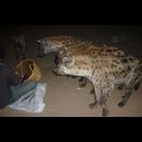 Ethiopia Hyenas 6