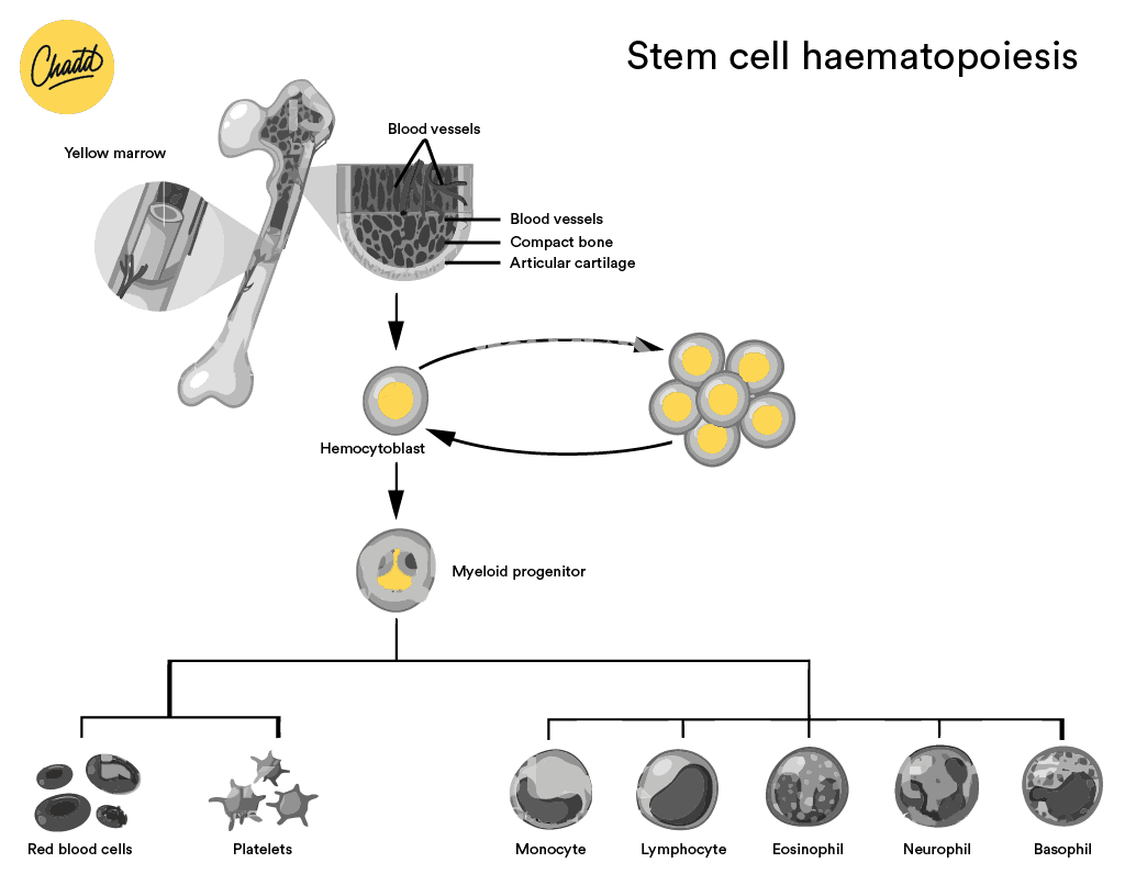 Stamcellen haematopoiesis