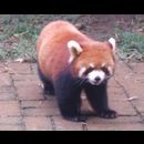 China Red Pandas 3